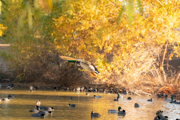Mallard duck flying into pond San Diego California 2024