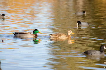 Mallard duck at Lindo Lake Park Lakeside California 