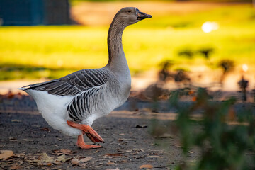 Swan Goose at Lindo Lake Park Lakeside California 