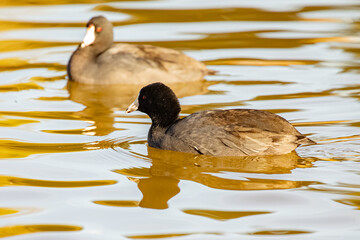 American coot at Lakeside Park California 