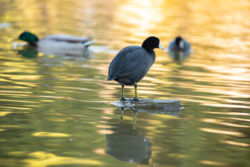American coot at Lakeside Park California 