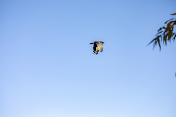 White throated Swift flying above Lindo Lake Park Lakeside California 
