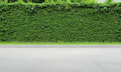 Fototapeta premium Lush Green Wall with Dense Foliage and Smooth Concrete Surface in Urban Environment for Landscaping and Nature Concepts
