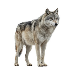 wolf PNG, wolf standing, wolf isolated on transparent backgrund, cutout