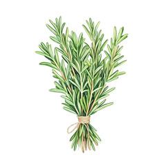 Fototapeta premium A bunch of wild rosemary sprigs with slender green leaves, artistically arranged and tied with a thin twine, delicate illustration with soft texture, transparent background, PNG