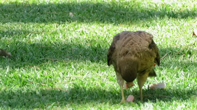 chimango tiuque​ (Daptrius chimango) o caracara chimango comiendo sobre el pasto. Full HD 60fps