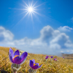 closeup heap of wild violet bell flowers on grass hill slope under a sparkle sun
