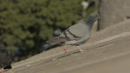 A group of pigeons gather and interact on a rooftop under clear blue skies.