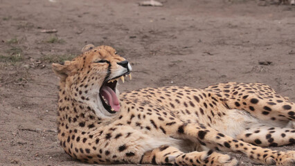 yawning cheetah