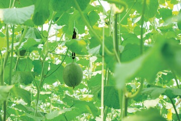 Cantaloup melon growing in greenhouse farm. melon greenhouse modern hydroponic farming.