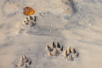 Footprints of a dog paws in wet sand