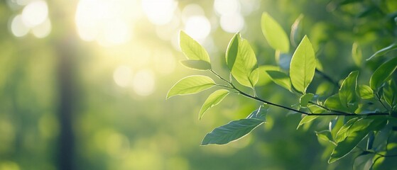 Sunlit green leaves, forest background, nature