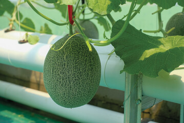 Cantaloup melon growing in greenhouse farm. melon greenhouse modern hydroponic farming.