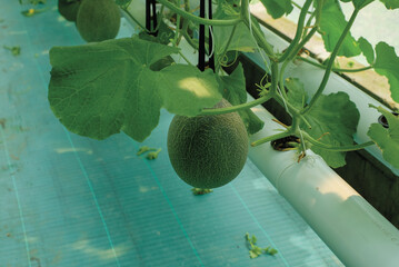 Cantaloup melon growing in greenhouse farm. melon greenhouse modern hydroponic farming.