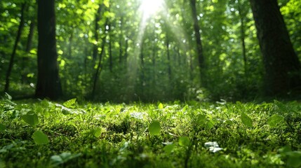 Fototapeta premium Sunbeams in lush green forest, mossy ground. Nature scene, environmental use