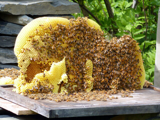 Honeycomb covered with bees on top of hive box with stacked rocks and trees in background