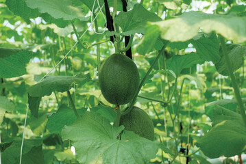 Cantaloup melon growing in greenhouse farm. melon greenhouse modern hydroponic farming.