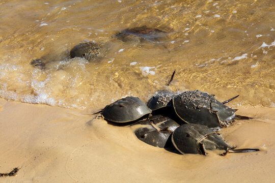 Horseshoe Crab Mating at High Tide on Sandy Beach Along the Gulf of Mexico