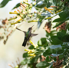 Colibri 4 © Robert