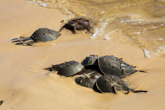 Horseshoe Crab Mating at High Tide on Sandy Beach Along the Gulf of Mexico