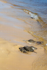 Horseshoe Crab Mating at High Tide on Sandy Beach Along the Gulf of Mexico