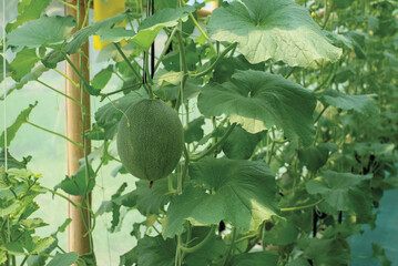 Cantaloup melon growing in greenhouse farm. melon greenhouse modern hydroponic farming.