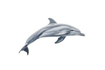 Dolphin Leaps Gracefully Through Water, Transparent Background. Aquatic Wildlife PNG.