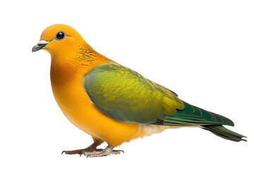 Vibrant Bird Displays Colorful Feathers on Transparent Background
