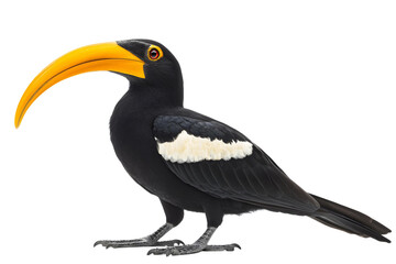 Fototapeta premium Black-collared Aracari Bird with Yellow Beak, Transparent Background Image