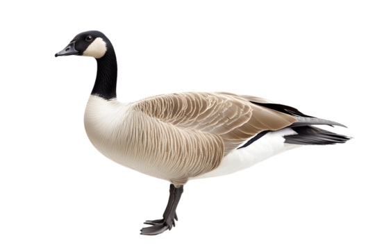 Canada Goose Image: Wildlife Photography with Transparent Background