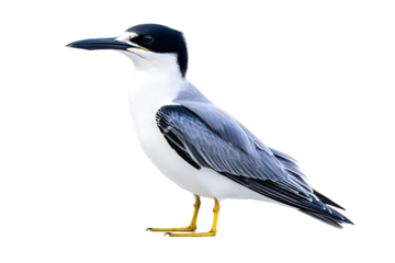 Elegant Seabird with Yellow Legs, Striking Black Cap, and White Underparts,  Transparent Background