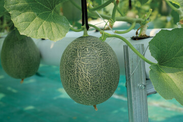Cantaloup melon growing in greenhouse farm. melon greenhouse modern hydroponic farming.