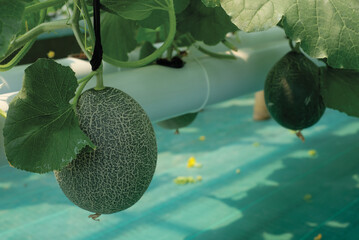 Cantaloup melon growing in greenhouse farm. melon greenhouse modern hydroponic farming.