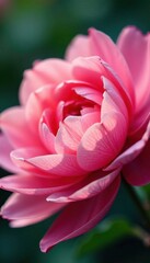 A delicate flower petals unfolding , blooming, garden, blossom