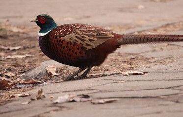 pheasant in the wild © Klimczak-Krajewska