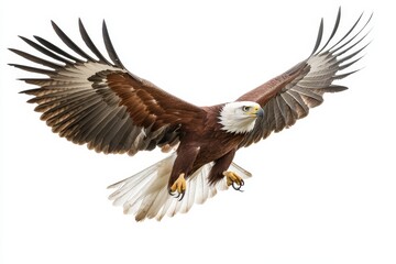 Fototapeta premium On an isolated white background, a fish eagle is seen soaring beautifully