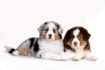 aussie puppy, 3 months old, neutral background
