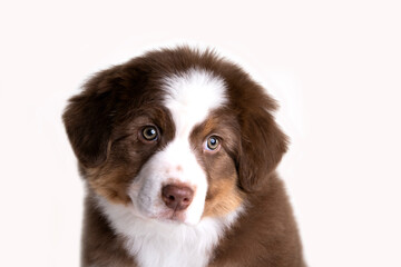 aussie puppy, 3 months old, neutral background
