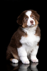 aussie puppy, 3 months old, neutral background
