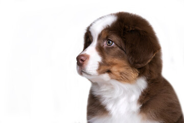 aussie puppy, 3 months old, neutral background
