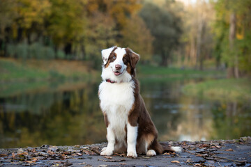 Aussie dog against the backdrop of an autumn forest.
