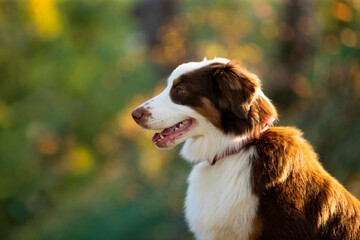 Aussie dog against the backdrop of an autumn forest.