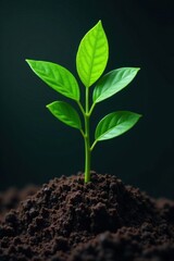 A leafy green plant with visible roots and soil , earthy, nature, roots