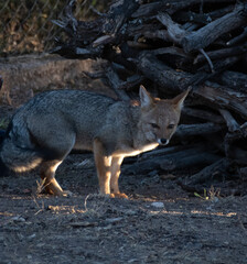 Fototapeta premium Zorro 3