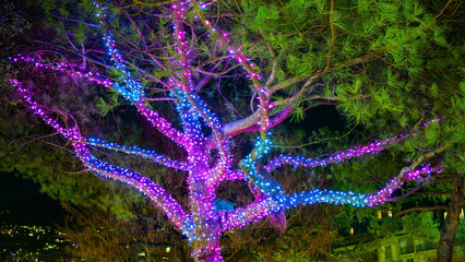 Tree Illuminated with Pink and Blue LED Christmas Lights at Night