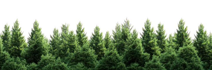 PNG Real cypress forest outdoors woodland nature.