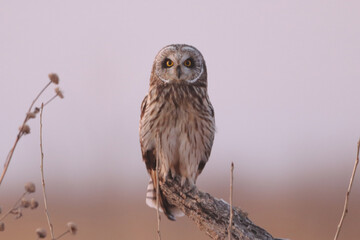 Short Eared Owl