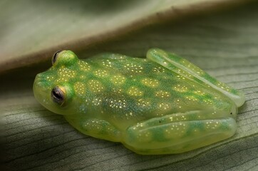 Hyalinobatrachium valerioi - glassfrog