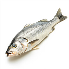 Fototapeta premium Whole Sea Bass on White Background