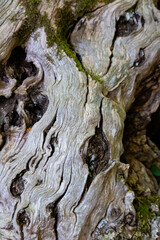 Macrofotografia de corteza de arbol